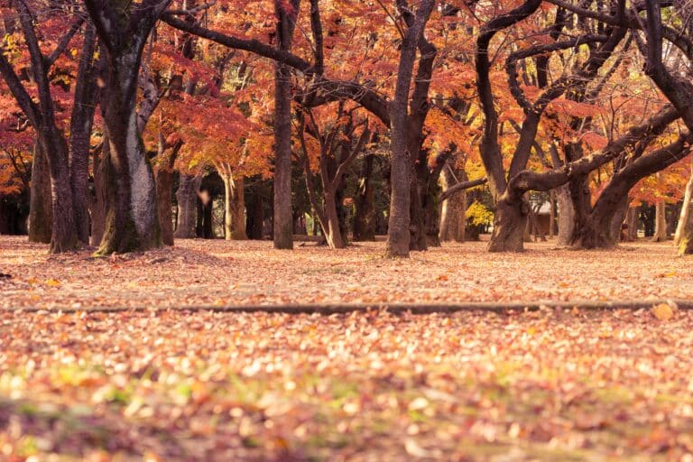 Fall leaves scattered in the forest.