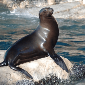 Sea lion on a rock