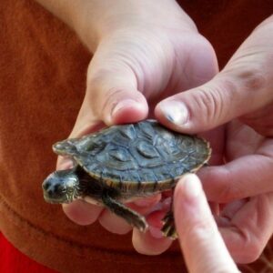 Person touching a small turtle